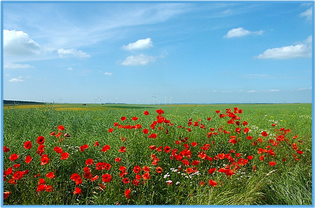 Vergängliche Schönheit ... Klatschmohn