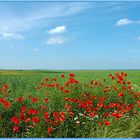 Vergängliche Schönheit ... Klatschmohn