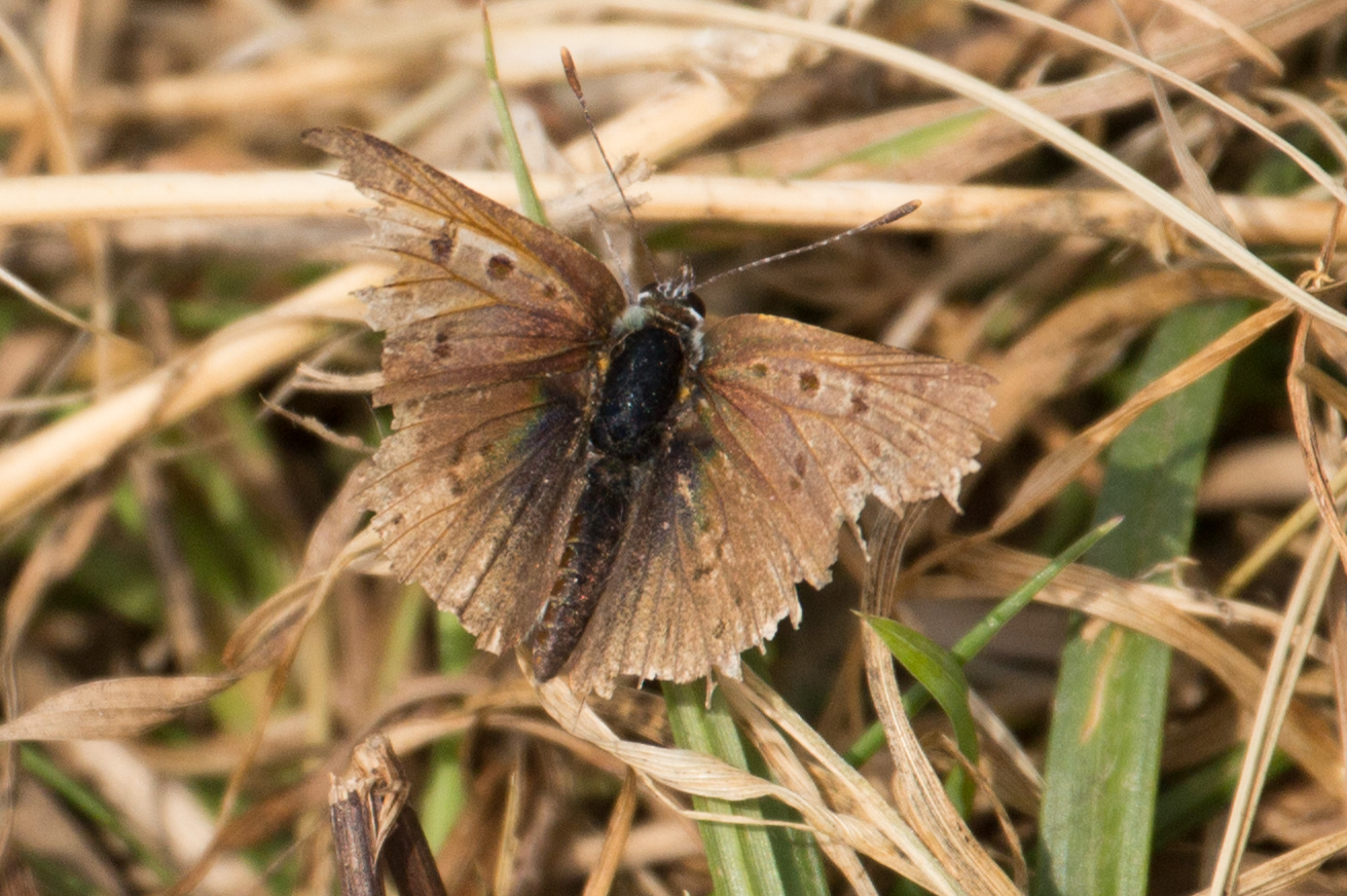 vergängliche Schönheit, wie ein welkes Blatt