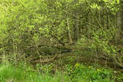 (Vergängliche?) Weilroder Naturkostbarkeiten: Torfmoos in der Cratzenbachaue 01