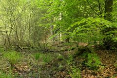 (Vergängliche?) Weilroder Naturkostbarkeiten: Torfmoos in der Cratzenbachaue 02