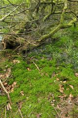 (Vergängliche?) Weilroder Naturkostbarkeiten: Torfmoos in der Cratzenbachaue 03