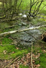 (Vergängliche?) Weilroder Naturkostbarkeiten: Torfmoos in der Cratzenbachaue 04