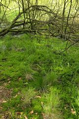 (Vergängliche?) Weilroder Naturkostbarkeiten: Torfmoos in der Cratzenbachaue 05