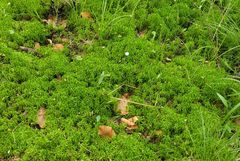 (Vergängliche?) Weilroder Naturkostbarkeiten: Torfmoos in der Cratzenbachaue 06