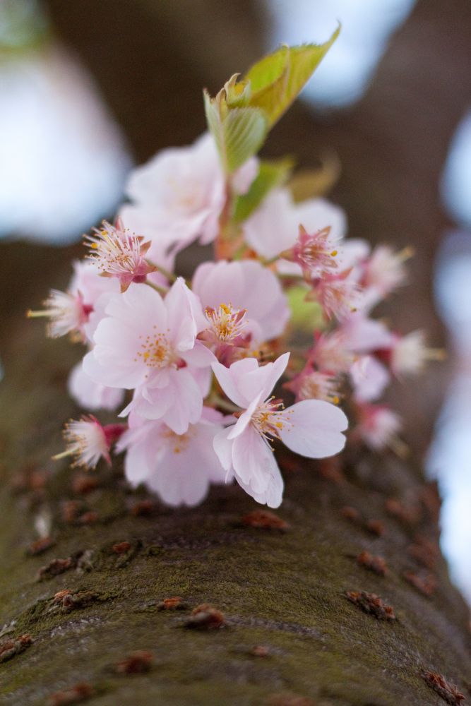 Vergänglicher Frühling von Bruno01 