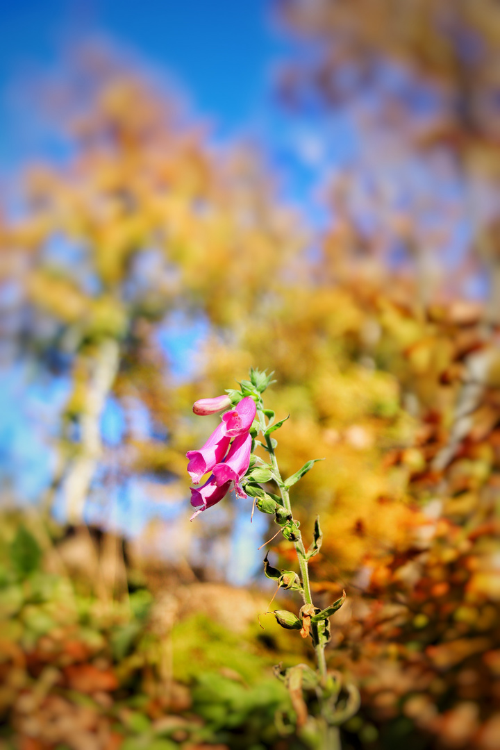 Vergänglicher Herbst