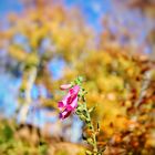 Vergänglicher Herbst