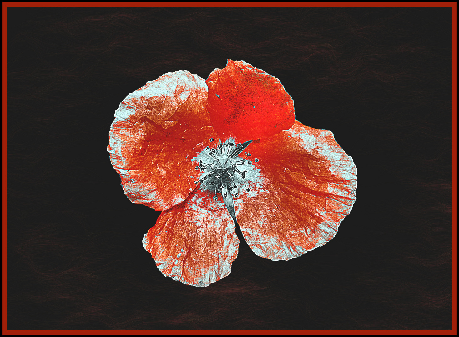 Vergänglicher Mohn