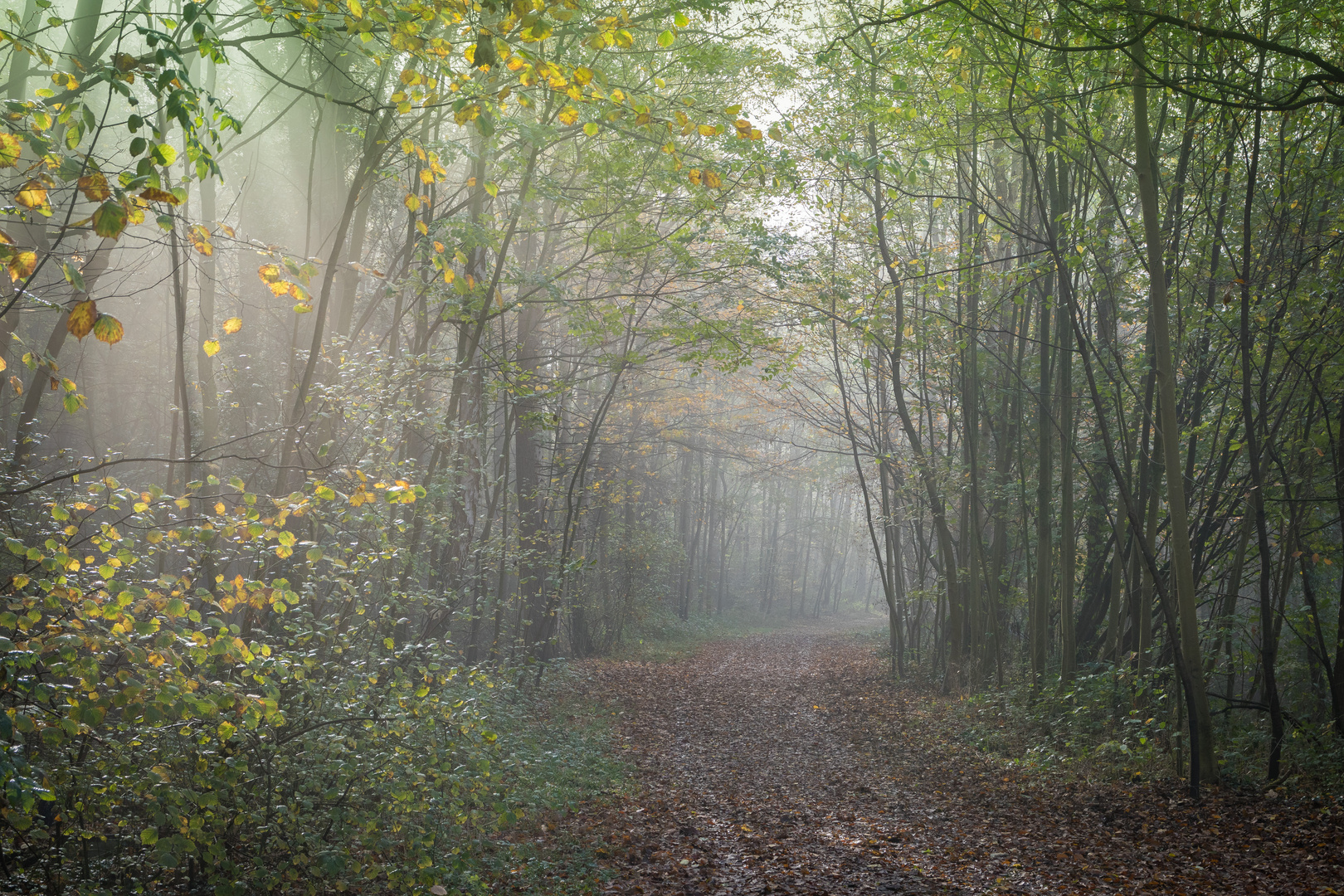 Vergänglicher Nebel im Herbst