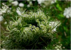 Vergängliches Blumennest