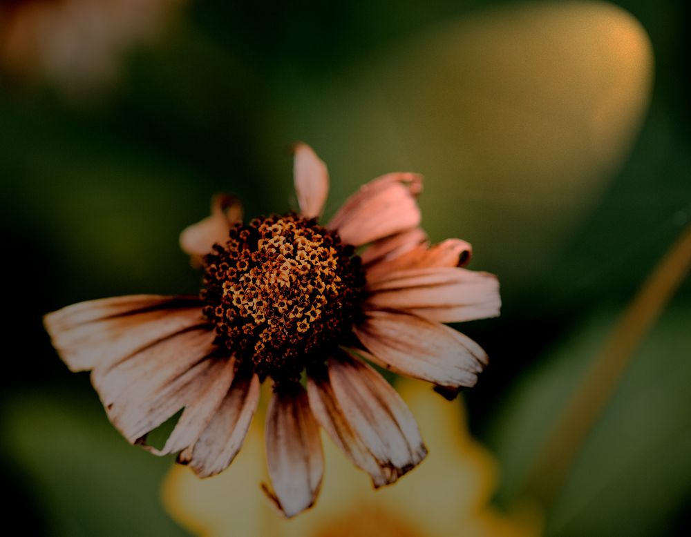 Vergänglichkeit Foto & Bild | natur, blume, blumen Bilder auf fotocommunity