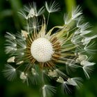 Vergänglichkeit der Pusteblume