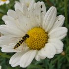 Vergänglichkeit - Eine Margeritenstaude Ende Oktober