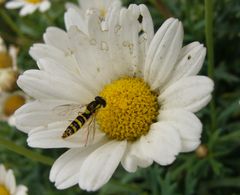 Vergänglichkeit - Eine Margeritenstaude Ende Oktober