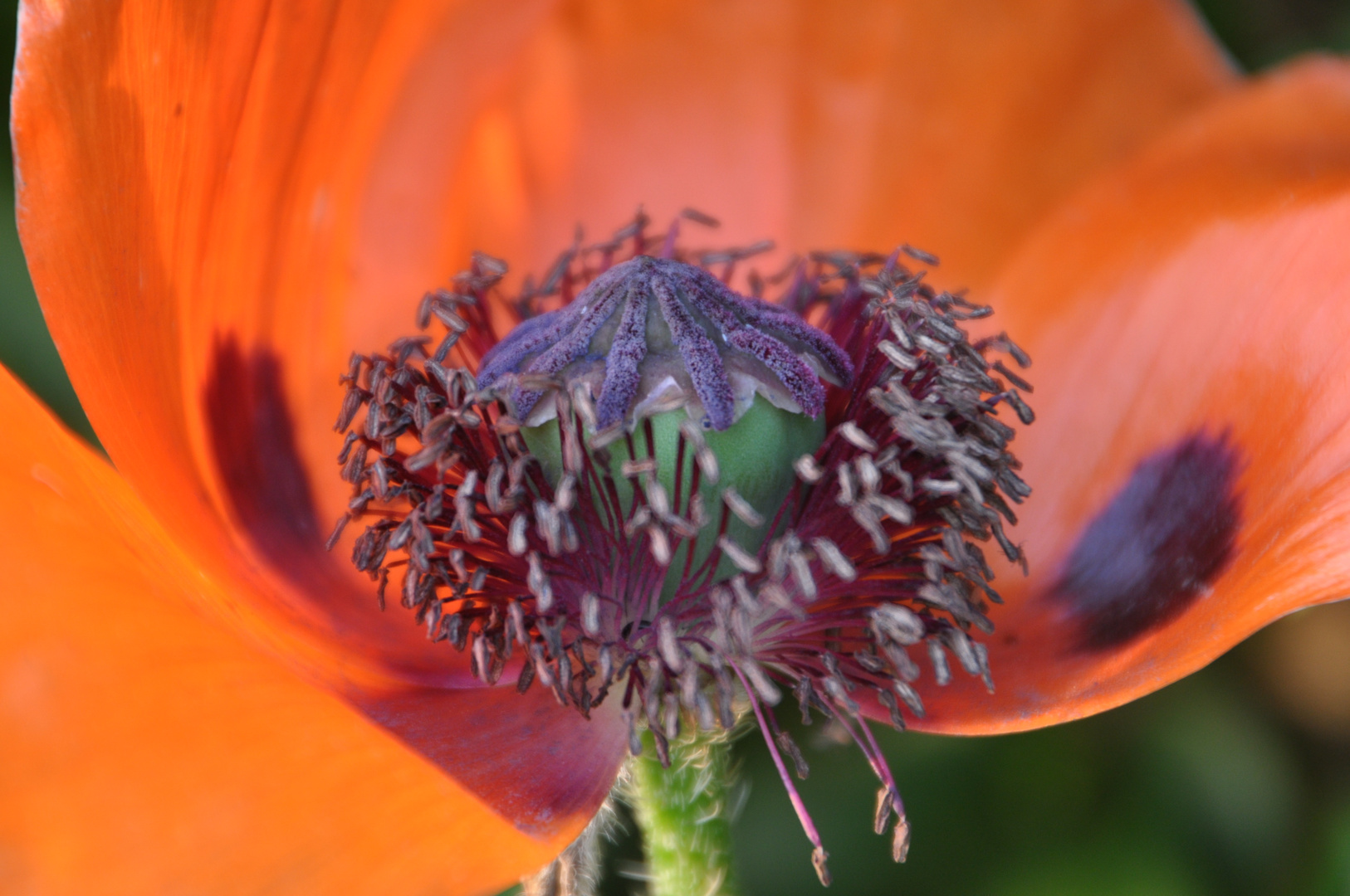 Vergänglichkeit einer Mohnblüte