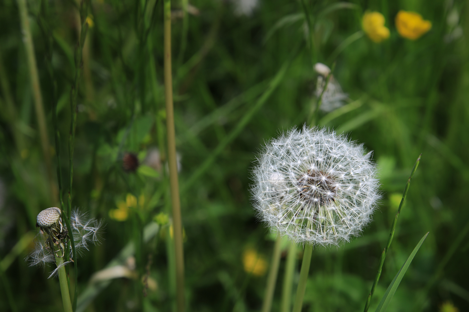 Vergänglichkeit einer Pusteblume...