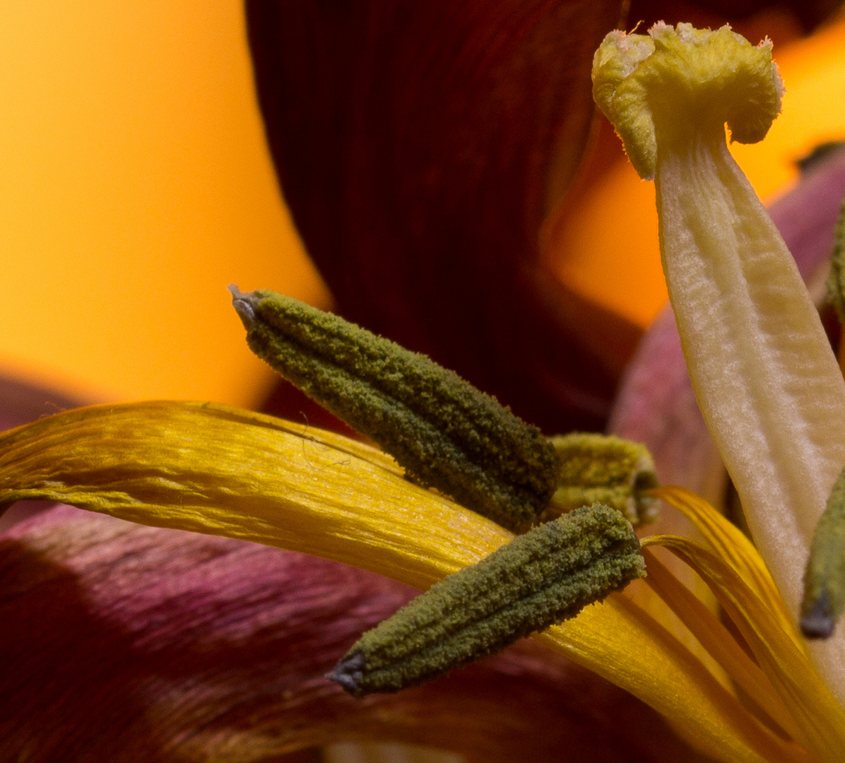 Vergänglichkeit einer Tulpe