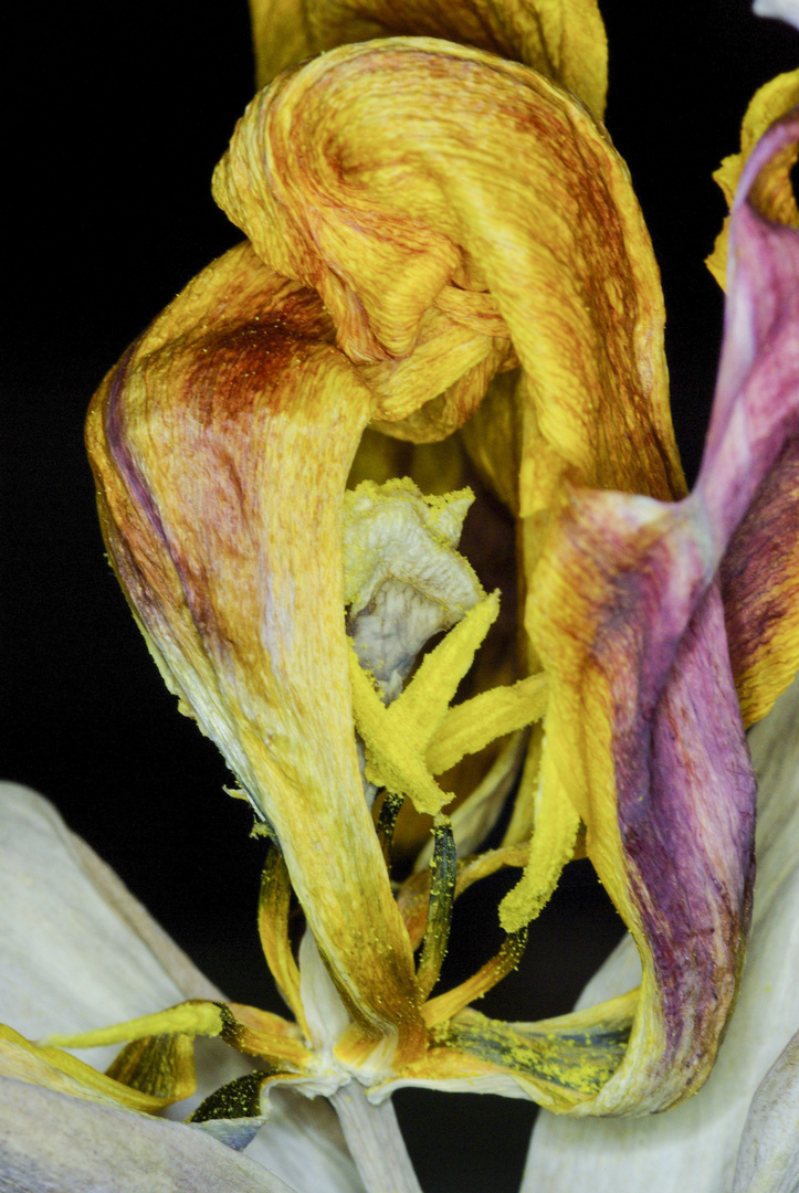 Vergänglichkeit einer Tulpe