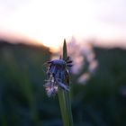 Vergänglichkeit im Abendlicht