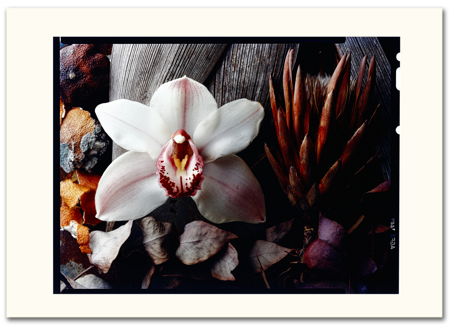 Vergänglichkeit - Orchidee auf Holz