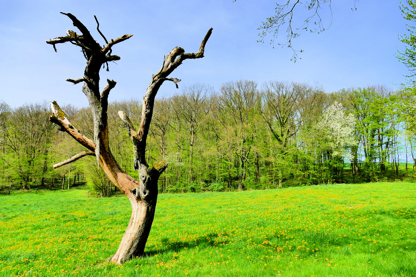 Vergänglichkeit, und gleichzeitig Erblühen der Natur