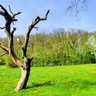 Vergänglichkeit, und gleichzeitig Erblühen der Natur