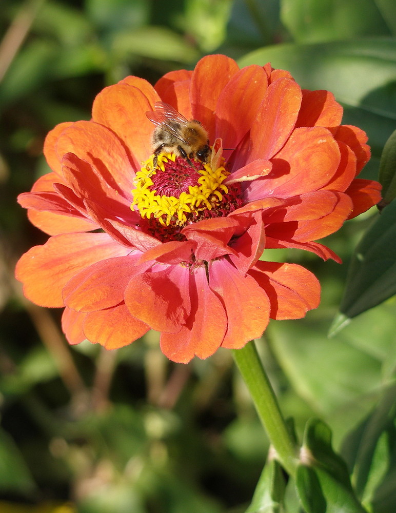 Vergangene Sommerblüte