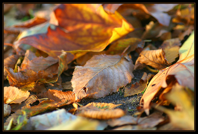 Vergangener Herbst