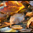 Vergangener Herbst