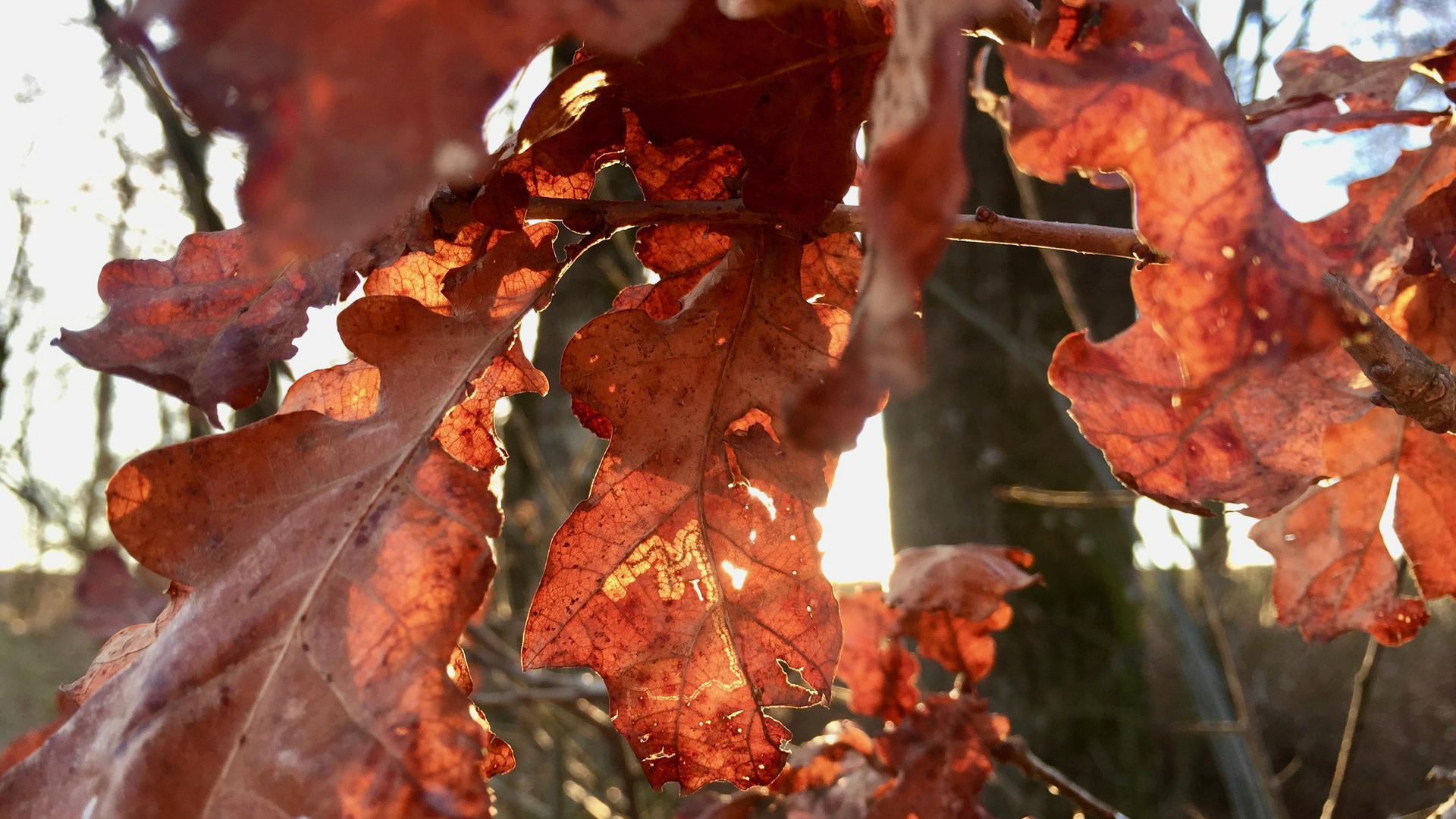 Vergangener Herbst