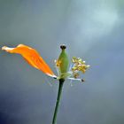 Vergangener Klatschmohn