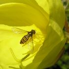 Vergangener Schwebfliegen-Sommer