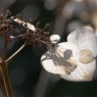 vergangenes im Frühlingslicht