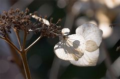 vergangenes im Frühlingslicht