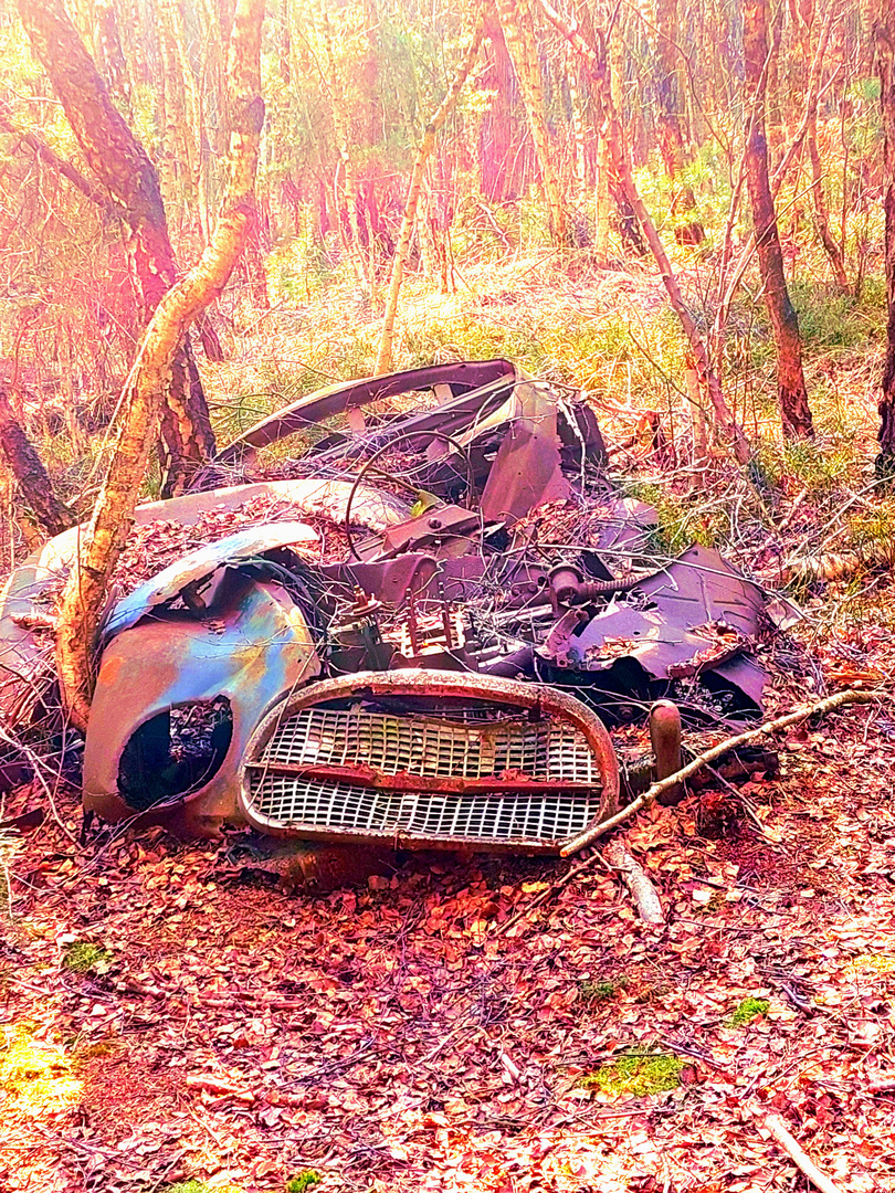 Vergangenes im Wald