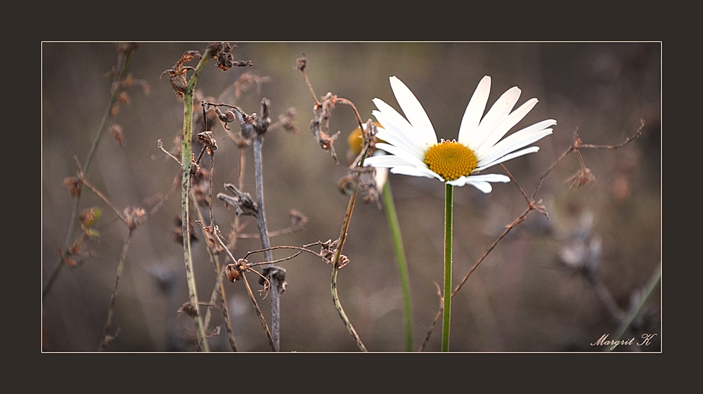 Vergangenes und blühendes im November