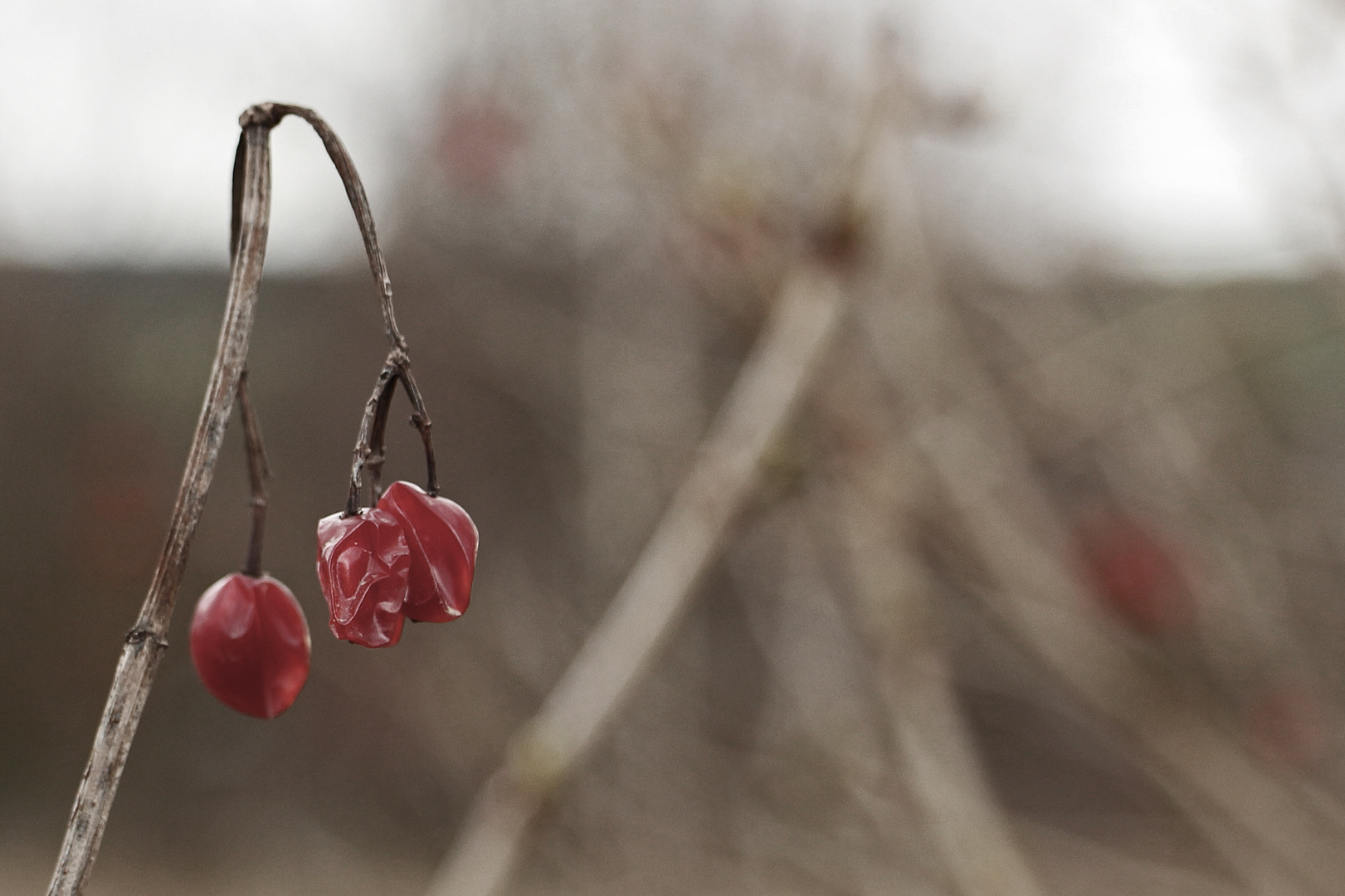 Vergehende Beeren