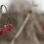 Vergehende Beeren