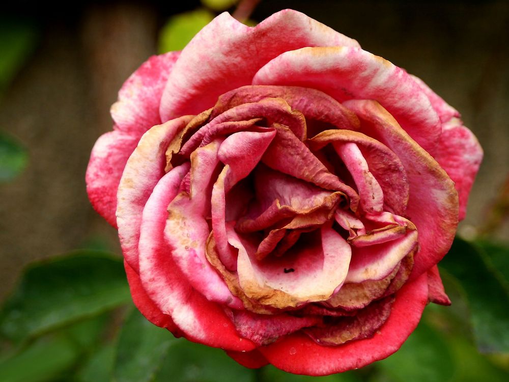 vergehende Rose