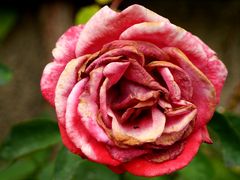 vergehende Rose