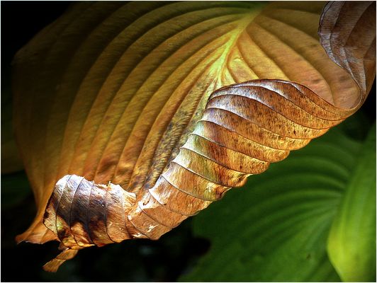 Vergehende Strukturen