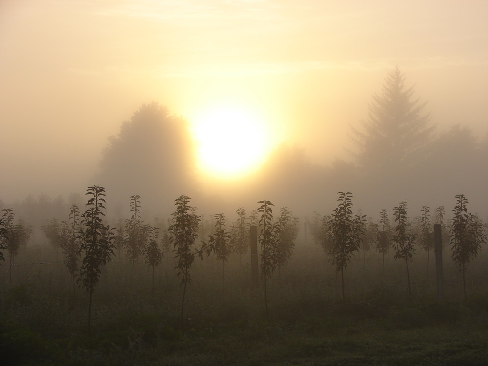 verger sous la brume