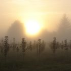 verger sous la brume