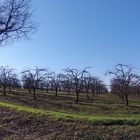 Vergers dans le Lot et Garonne, encore en sommeil début mars.