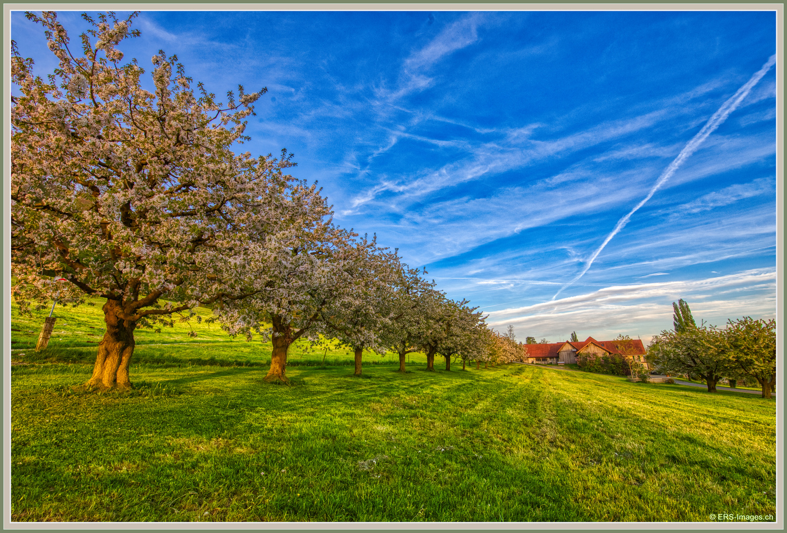 Vergers Mettmenstetten (CH) - HDR 2024-04-14 001 (8) ©