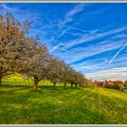 Vergers Mettmenstetten (CH) - HDR 2024-04-14 001 (8) ©