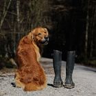 Vergessen ???: Gestiefelte Ansichten: Der Golden Retriever