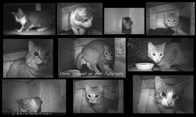 vergessen hungrig unerwünscht