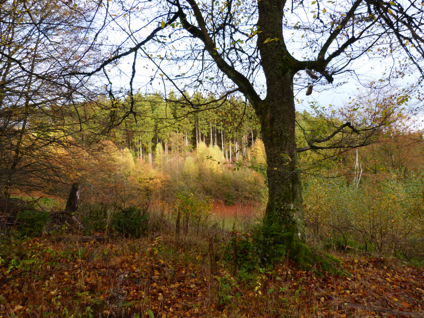 vergessen im Baum